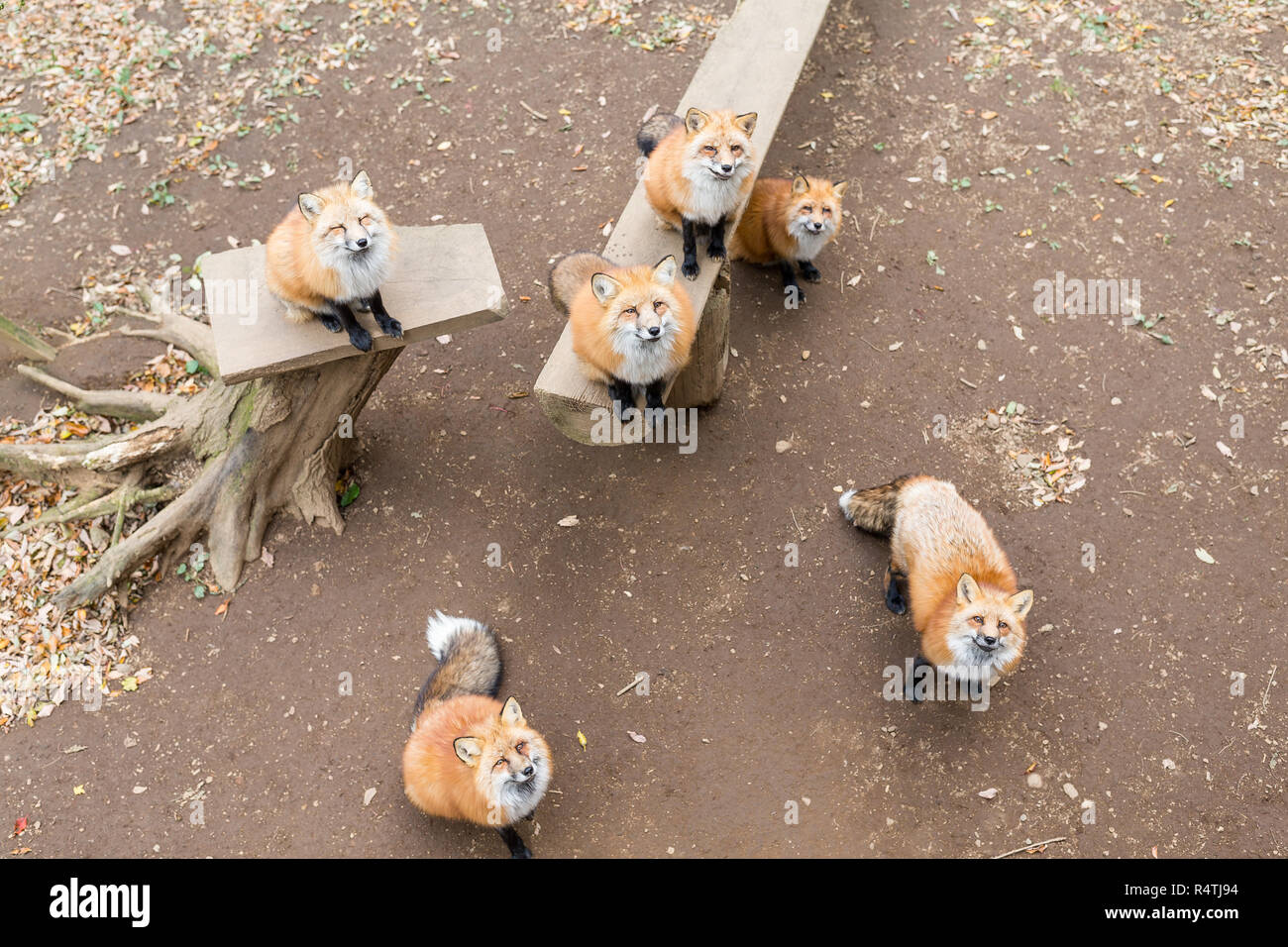 Fox suchen und warten auf das Essen Stockfoto