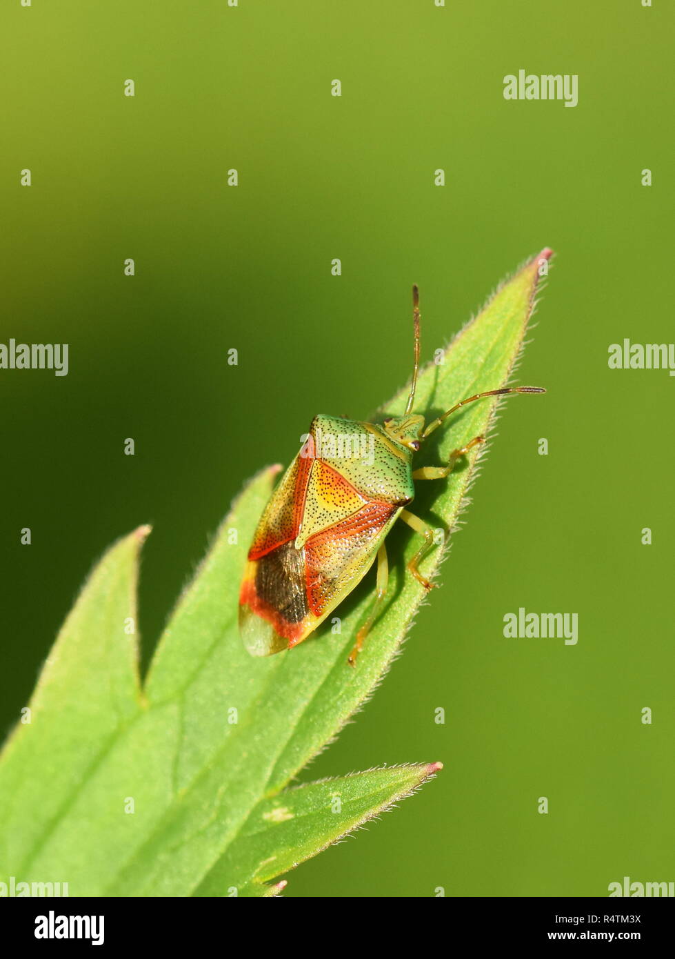 Shield bug Acanthosoma haemorrhoidale sitzen auf grünes Blatt Stockfoto