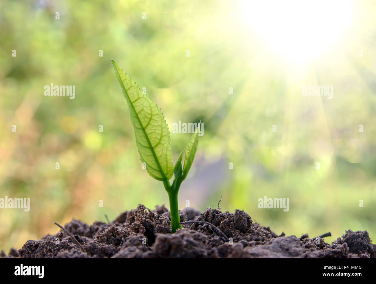 Junge Pflanzen im Boden Stockfoto