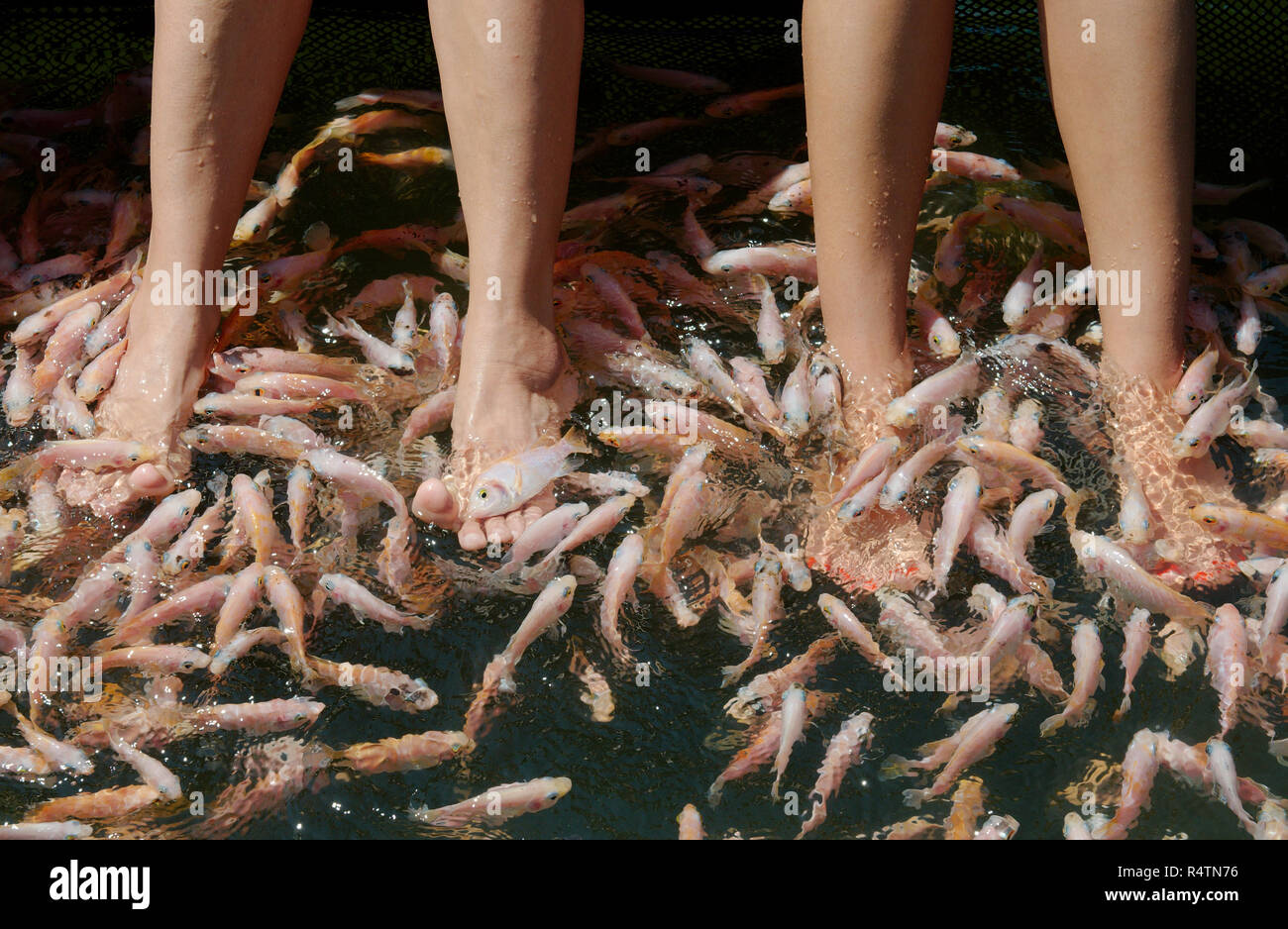 Viele Fische Reinigung Füße, Mosambik tilapia (Oreochromis mossambicus), Hikkaduwa Lagune, Hikkaduwa, Sri Lanka Stockfoto