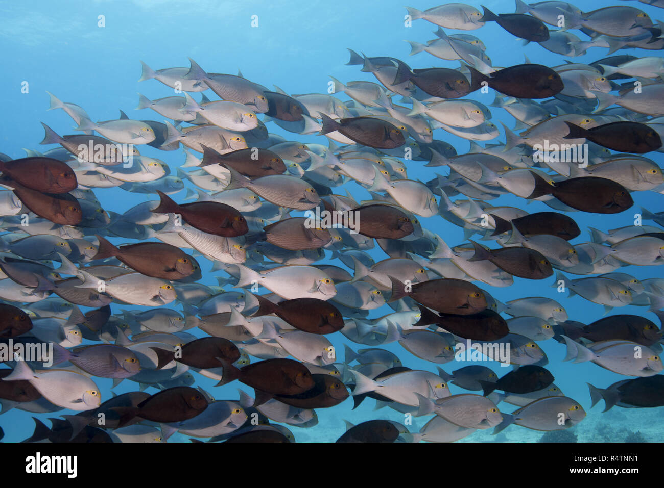 Schule der Fische Gelbflossenthun Doktorfische (Acanthurus xanthopterus) im blauen Wasser, Indischer Ozean, Malediven Stockfoto