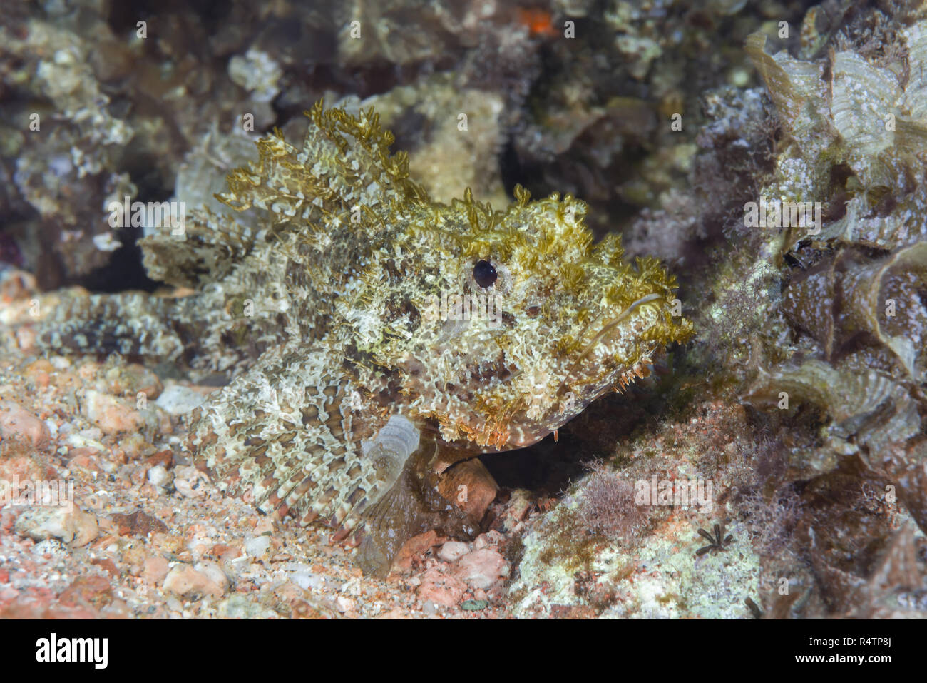 Giftige Fische bärtige Drachenkopf (Scorpaenopsis lanceolata) versteckt sich Algen im flachen Wasser, Rotes Meer, Dahab, Ägypten Stockfoto
