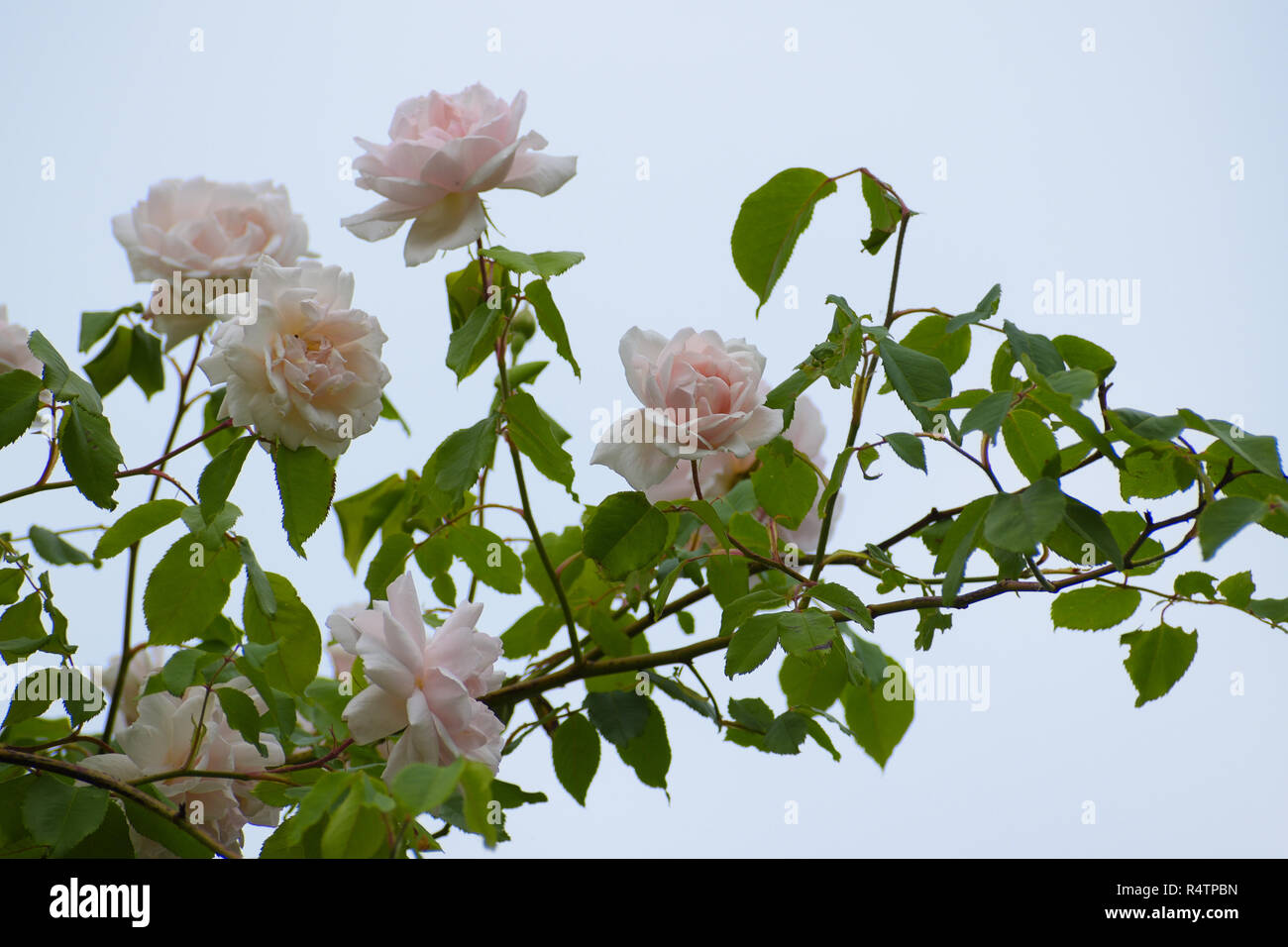 Hellrosa Blüten der Wandern oder Klettern rose 'Madame Alfred Carriére' gegen den blauen Himmel, alte Noisette von Schwartz 1875 gezüchtete Rose, ausgewählten f Stockfoto