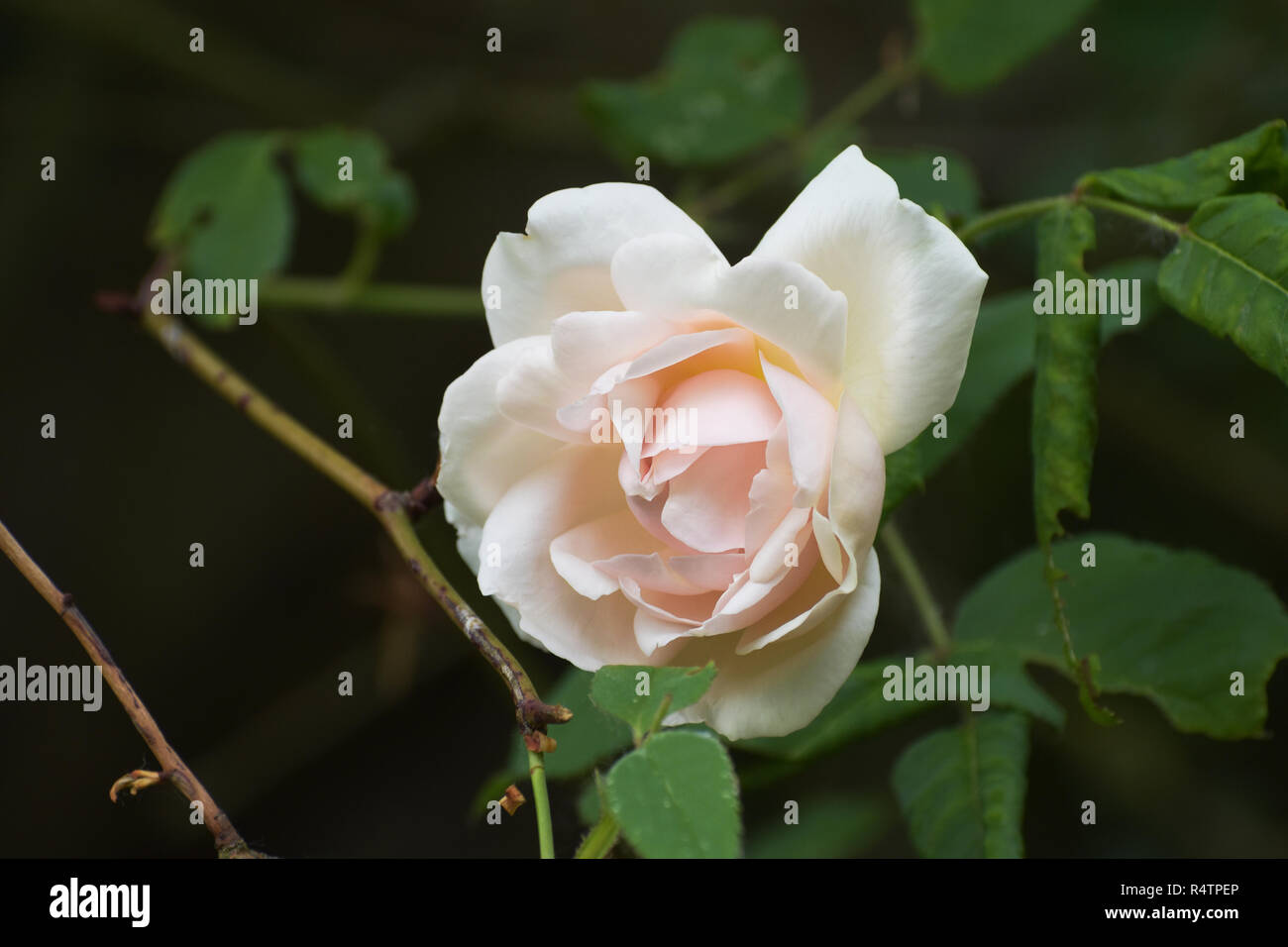Rosa Blume der Wandern oder Klettern rose 'Madame Alfred Carriére', einem alten Noisette stieg um Schwartz 1875 gezüchtet, dunklen Hintergrund mit Kopie spac Stockfoto