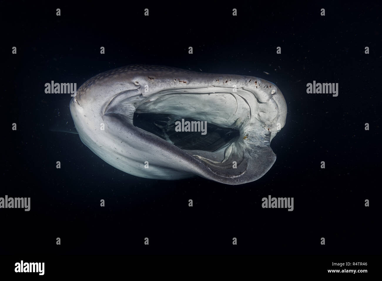 Tier portrait Der Walhai (Firma IPCON typus) mit schweren Verletzungen Filter - Fütterung Plankton in der Nacht, Indischer Ozean Stockfoto