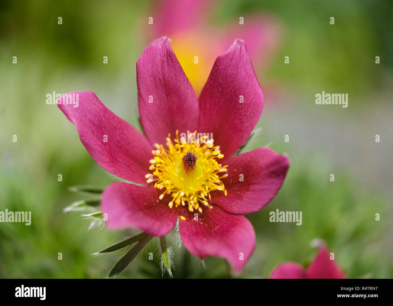 Red Cow Schelle (Pulsatilla vulgaris), Vielzahl Rubra, Blume, Deutschland Stockfoto