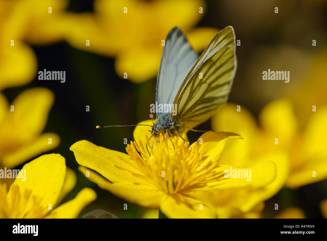 Rapsweißling (Pieris napi), auf Blume von Sumpfdotterblume (Caltha palustris), Deutschland Stockfoto