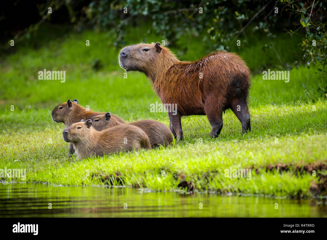 Capybaras (Hydrochoerus hydrochaeris), Dam mit jungen Tieren am Ufer, mit Blick, Pantanal, Mato