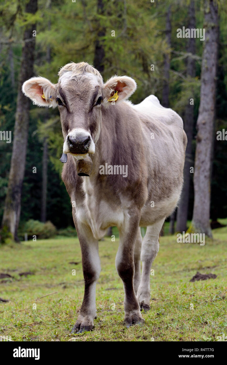 Tiroler Grau (Bos primigenius taurus) Schürfwunden zwischen Lärchen, Fischleintal, Sextner Dolomiten, Provinz Südtirol, Alto Adige Stockfoto