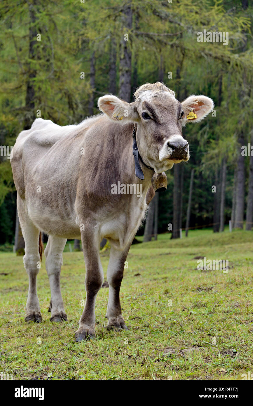 Tiroler Grau (Bos primigenius taurus) Schürfwunden zwischen Lärchen, Fischleintal, Sextner Dolomiten, Provinz Südtirol, Alto Adige Stockfoto