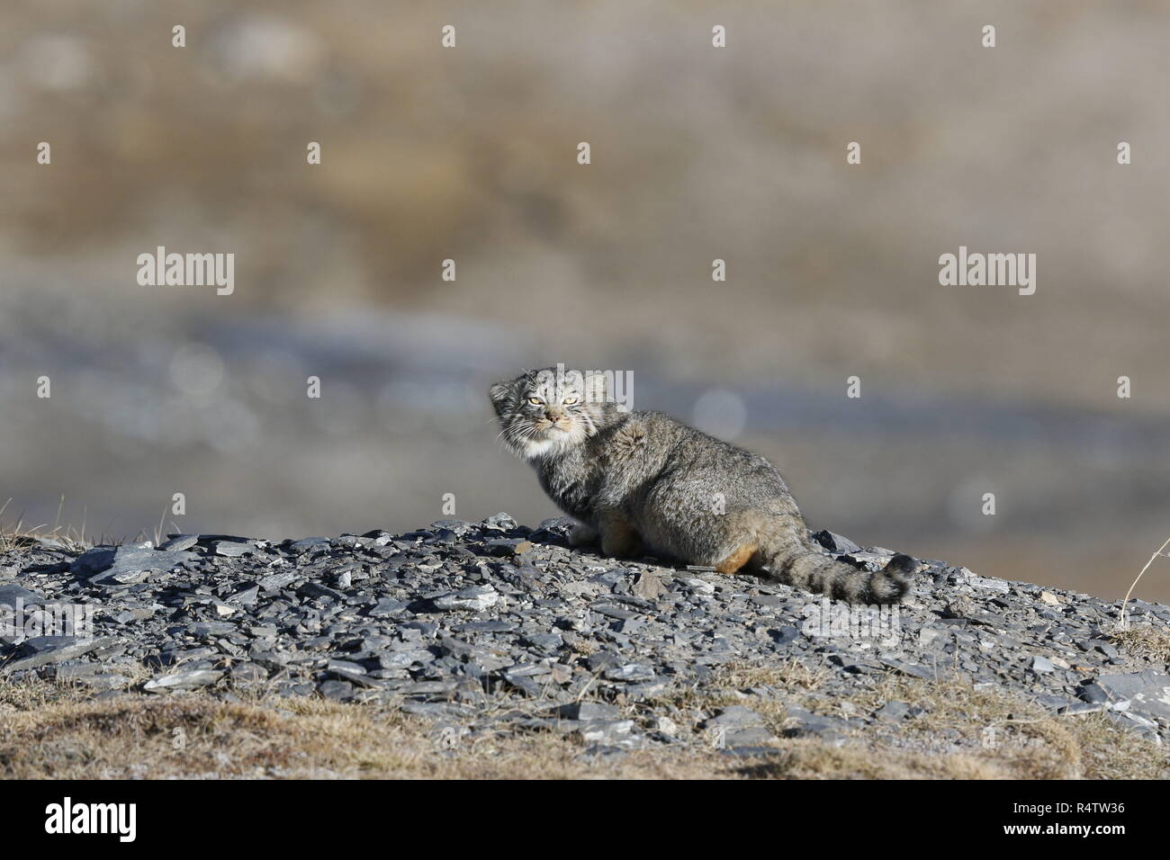 Pallas Cat's Stockfoto