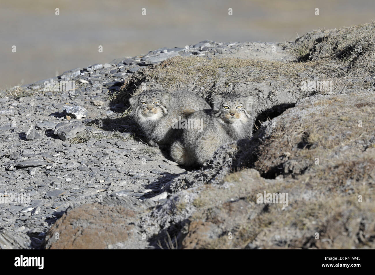 Zwei Pallas's Cats in den Stockfoto