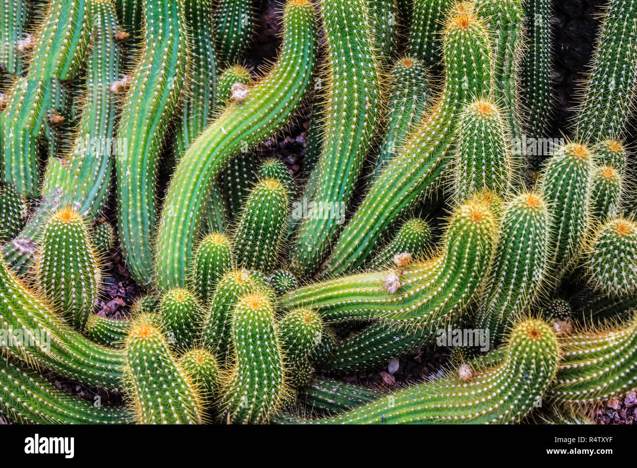 Der Kaktus Pflanze in den Rocky Mountains Stockfotografie - Alamy