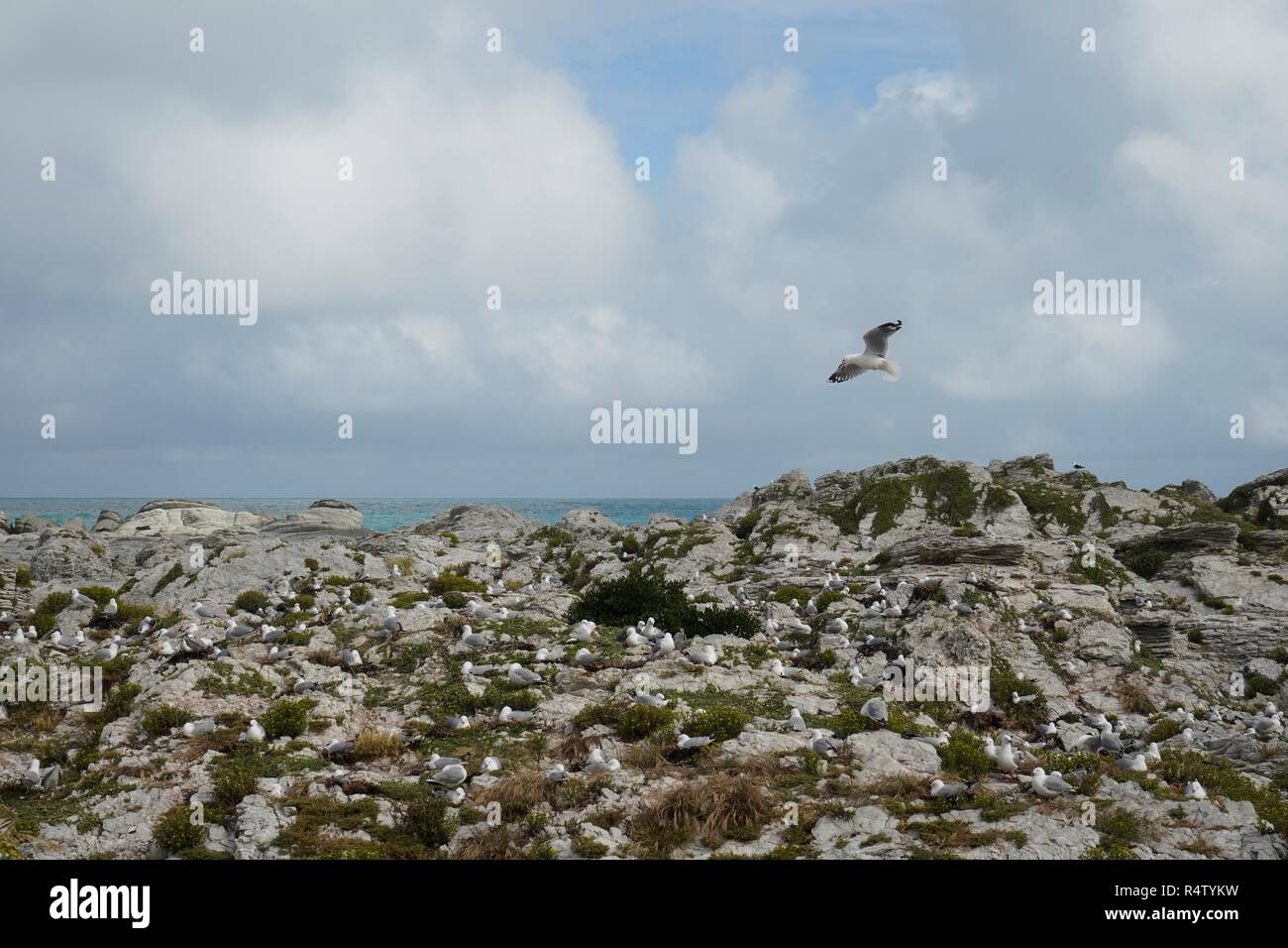 Kolonie von Möwen am Strand, einer von Ihnen fliegen. kikoura Neuseeland Südinsel Stockfoto