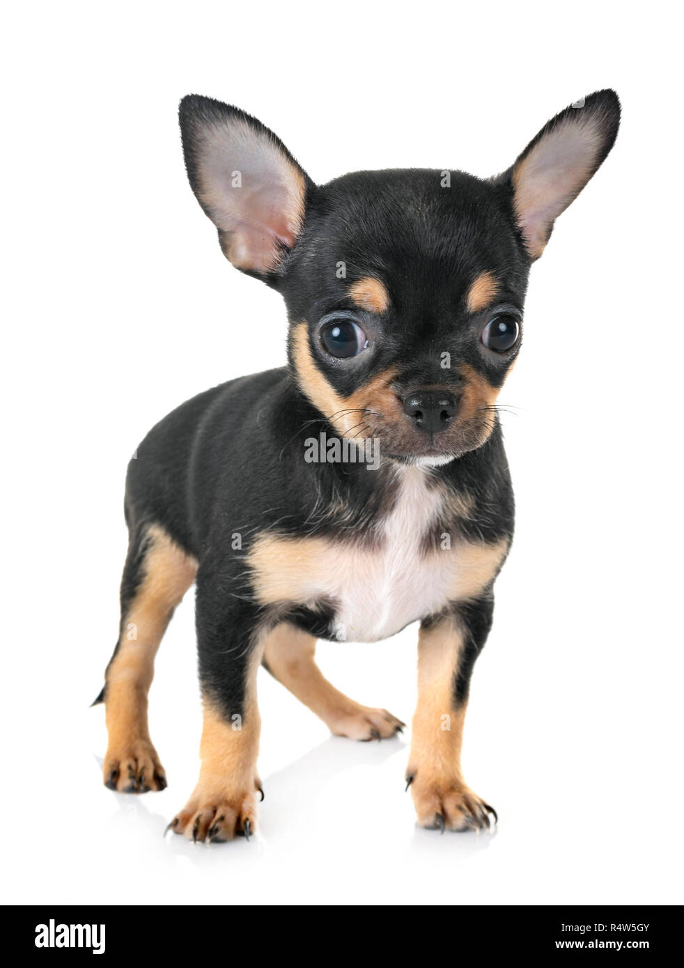 Little Chihuahua vor weißem Hintergrund Stockfoto