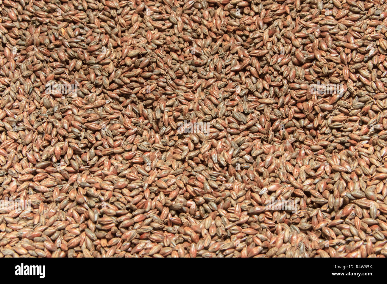 Malz-Hintergrund. Zutat für Bier. Stockfoto