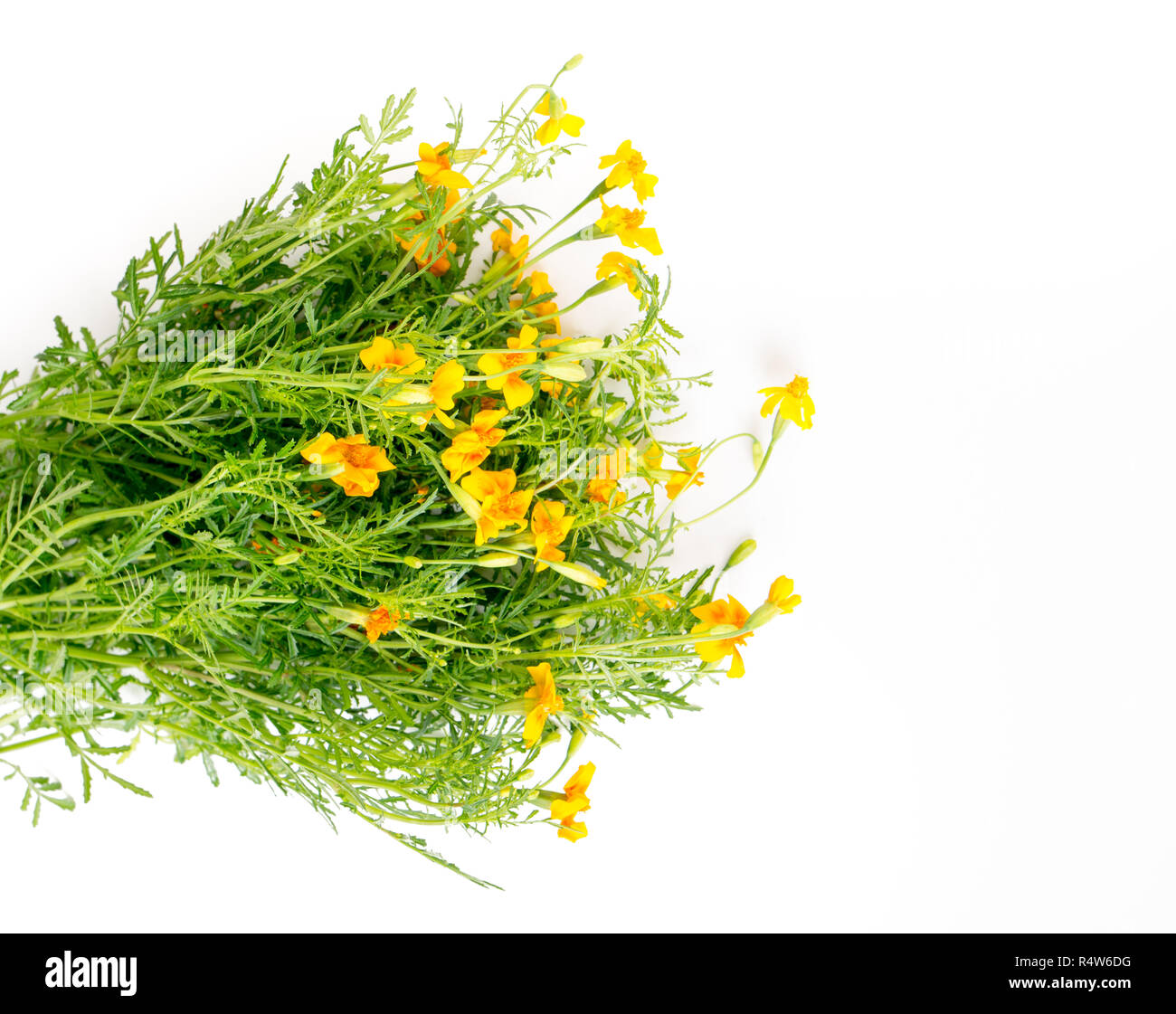 Tagetes tenuifolia, Organische essbare Blumen auf weißem Hintergrund Stockfoto