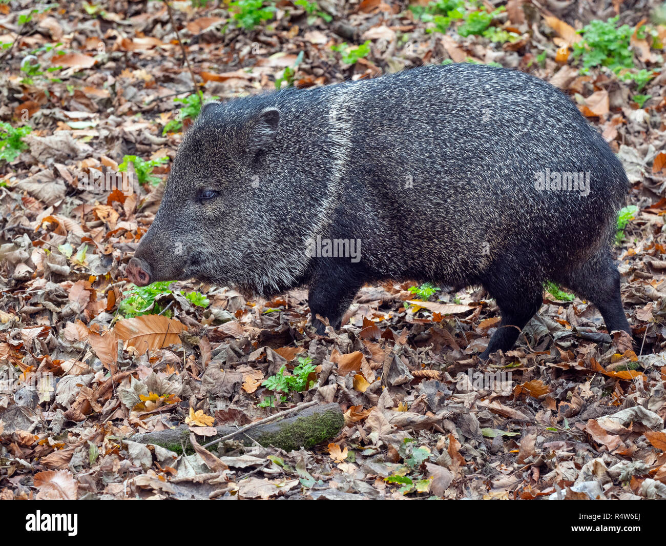 Peccary Pecari tajacu CAPTIVE Collared Stockfoto