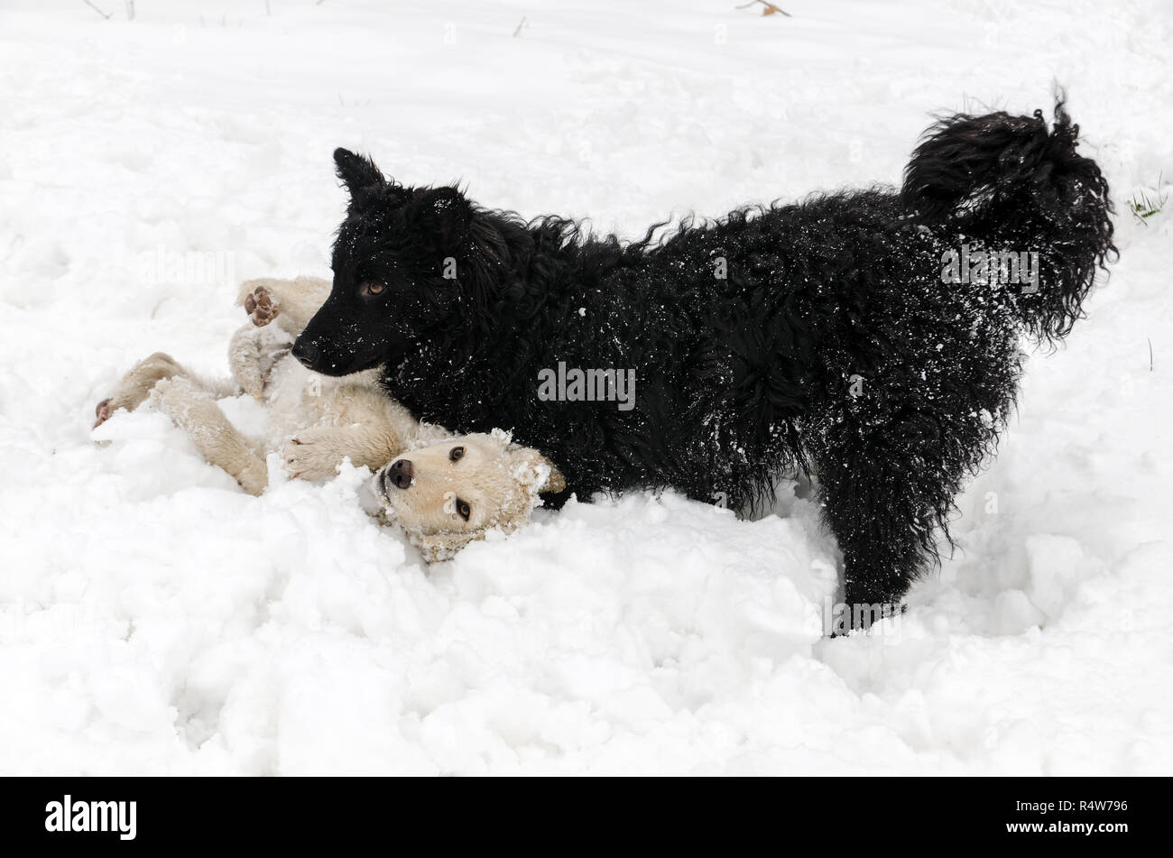 Schwarz und Weiß sind Hunde im Schnee spielen. Stockfoto