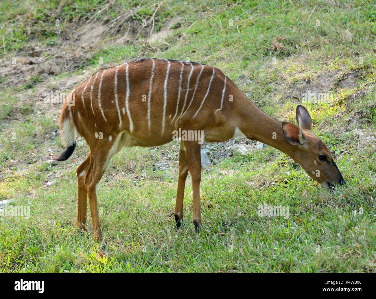 Schöne weibliche Bongo (Tragelaphus eurycerus bezeichnet) am Boden steht Stockfoto