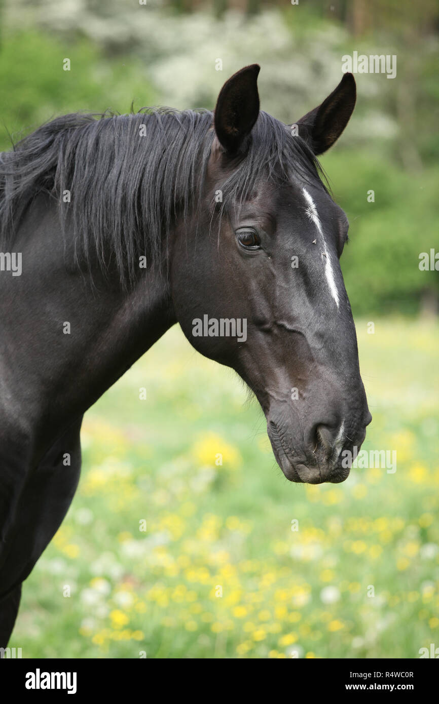 Portrait von Nizza schwarz kladruber im Frühjahr Stockfoto