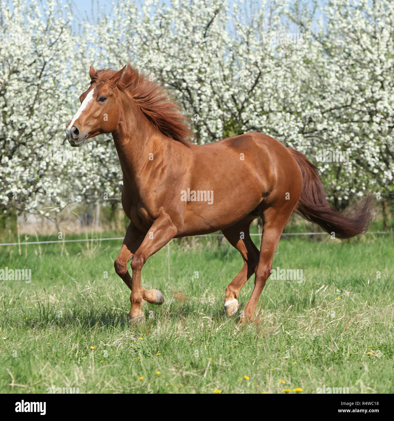 Chestnut Quarter Horse läuft vor der blühenden Bäume im Frühling Stockfoto
