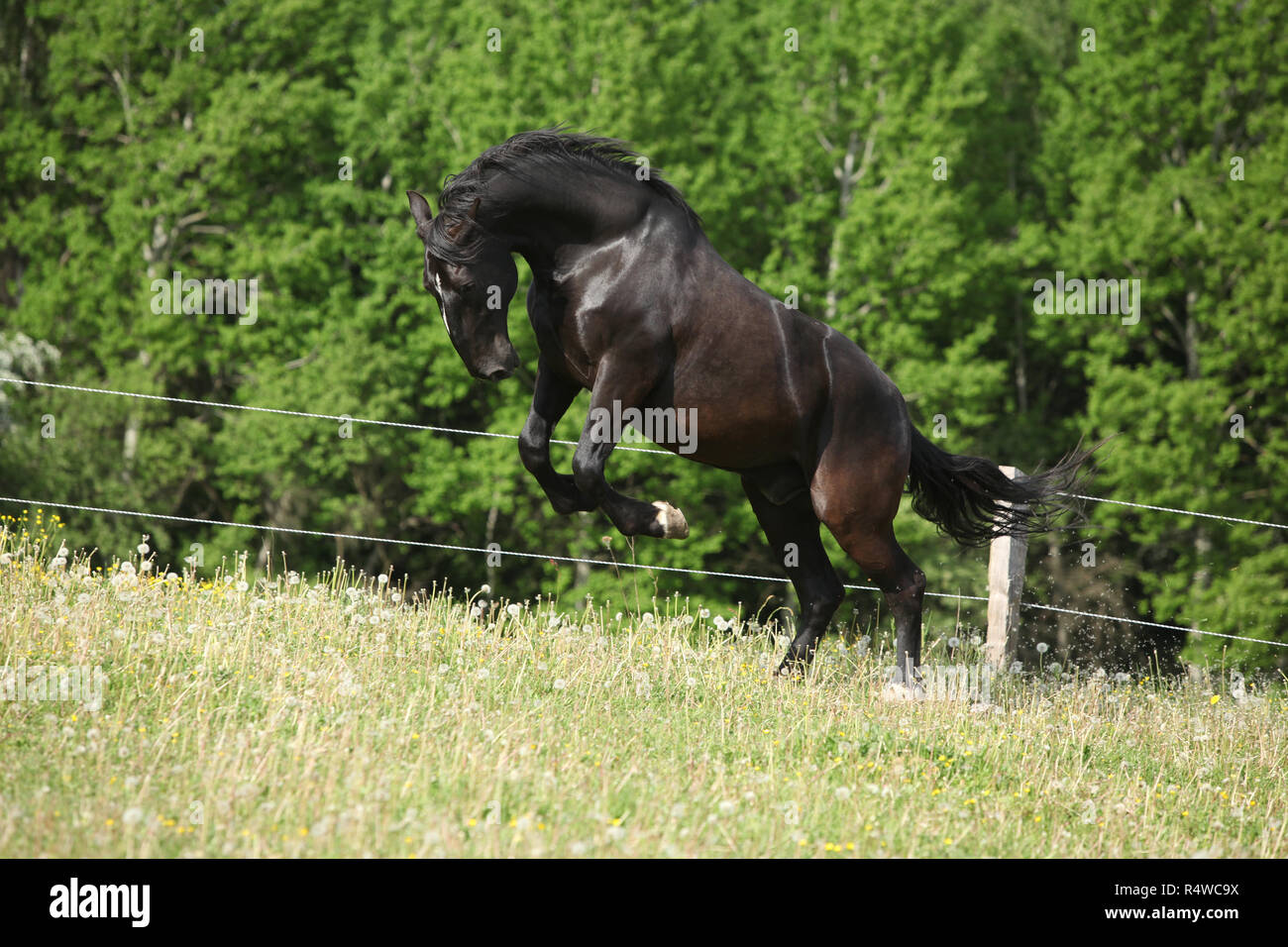Schwarz kladruber Horse Jumping in den vergangenen blühen Löwenzahn im Frühjahr Stockfoto
