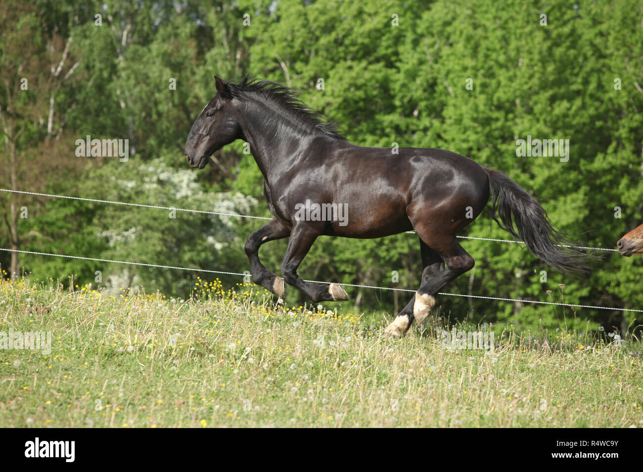 Schwarz kladruber Pferde, die in der Vergangenheit im Frühjahr blühen Löwenzahn Stockfoto