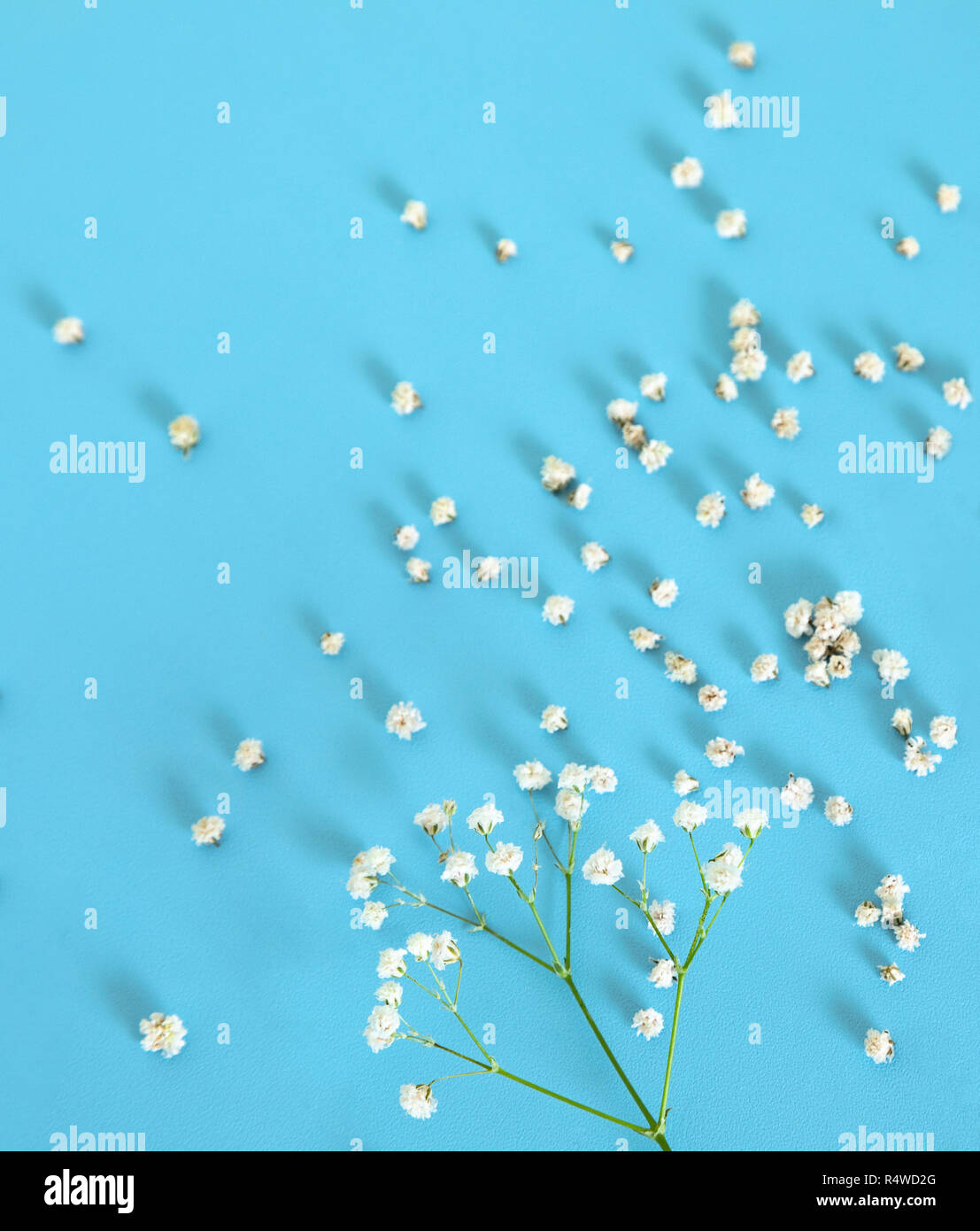 Weiße Blümchen auf blauem Hintergrund. Stockfoto