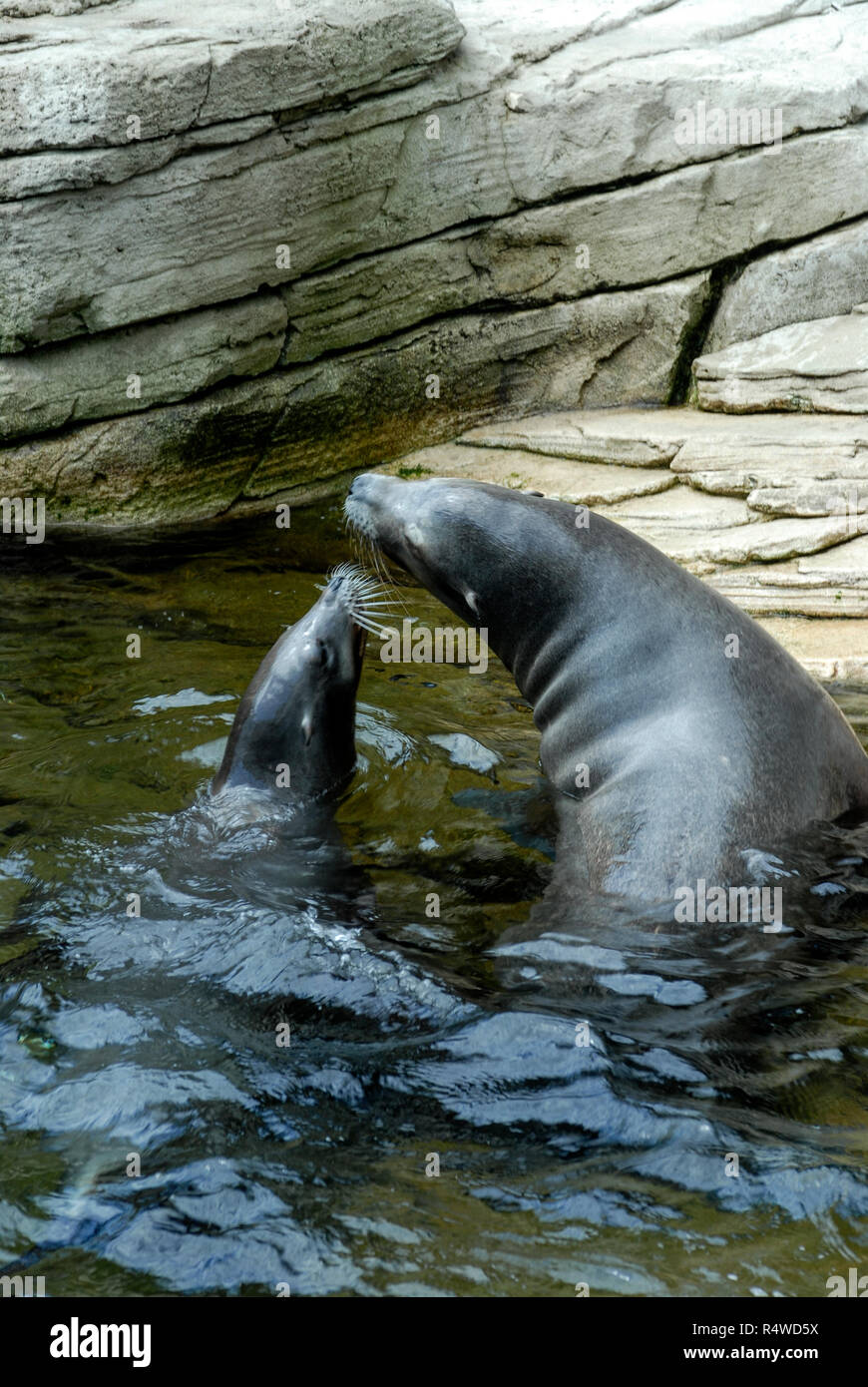 Zwei kalifornische Dichtungen spielen im Nausicaa, Europas größtes Aquarium, in Boulogne-sur-Mer im Norden Frankreichs. Stockfoto