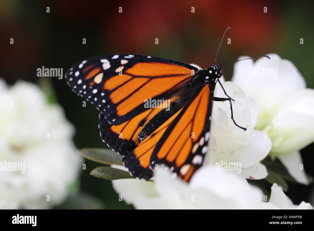 Schmetterlinge Monarch Stockfoto