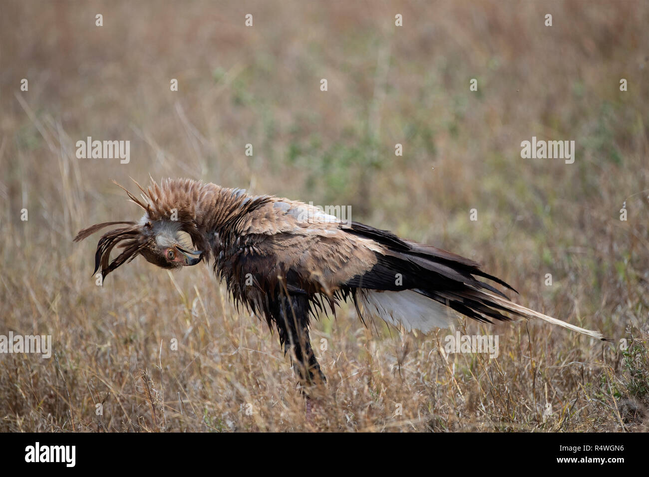 Eine Sekretärin Vogel putzen Stockfoto