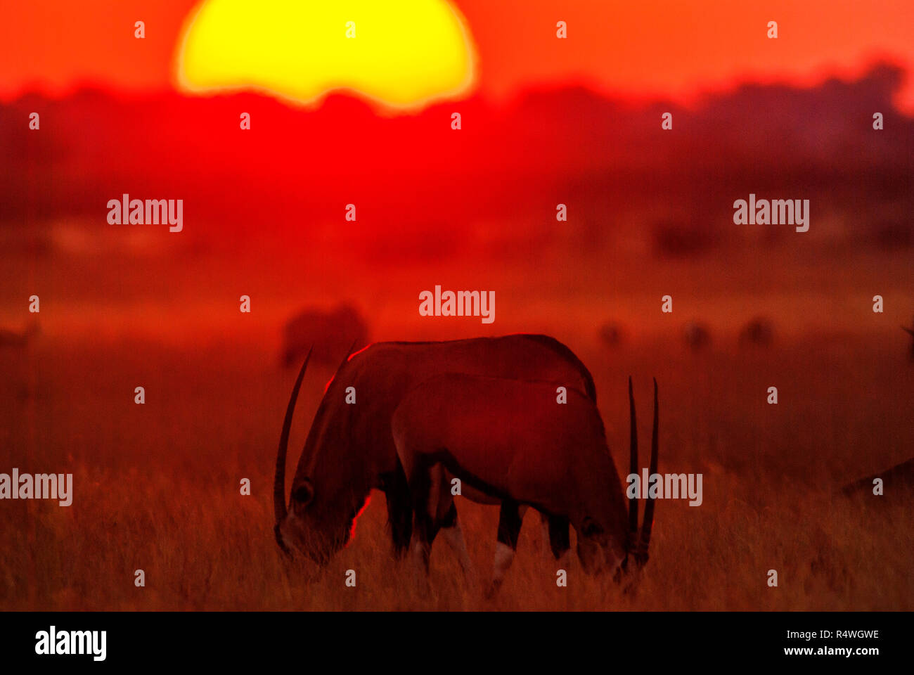 Oryx anthelopes Weiden bei Sonnenuntergang im Central Kalahari Game Reserve, Botswana Stockfoto
