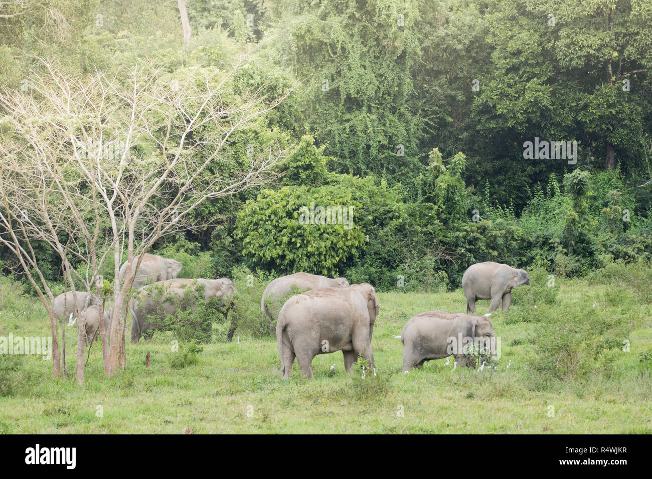Asiatische Elefanten sind die größten lebenden Landtiere in Asien. Asiatische Elefanten sehr intelligent sind und Selbst-bewusst. Stockfoto