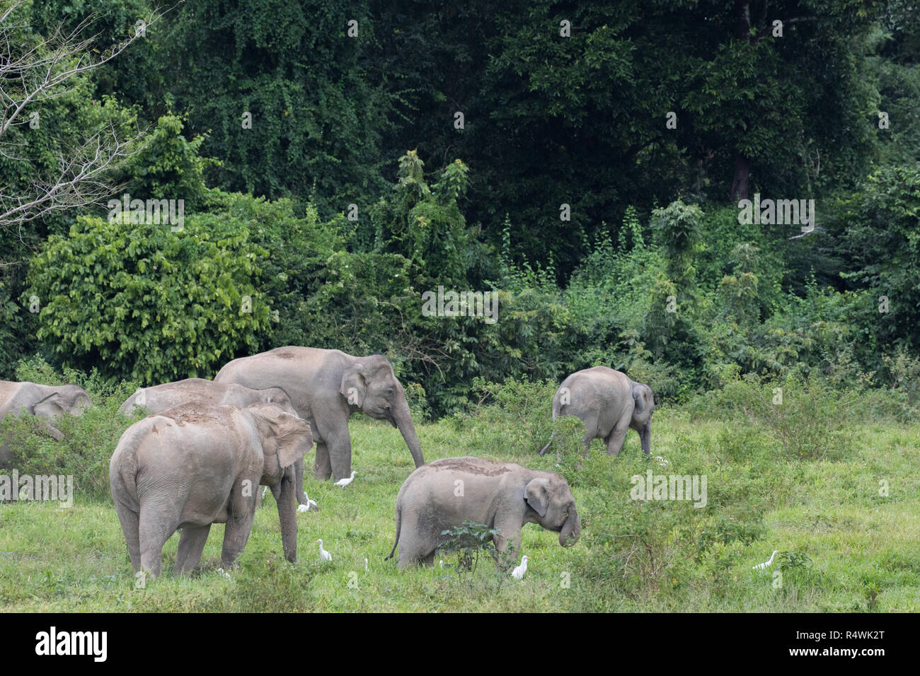 Asiatische Elefanten sind die größten lebenden Landtiere in Asien. Asiatische Elefanten sehr intelligent sind und Selbst-bewusst. Stockfoto