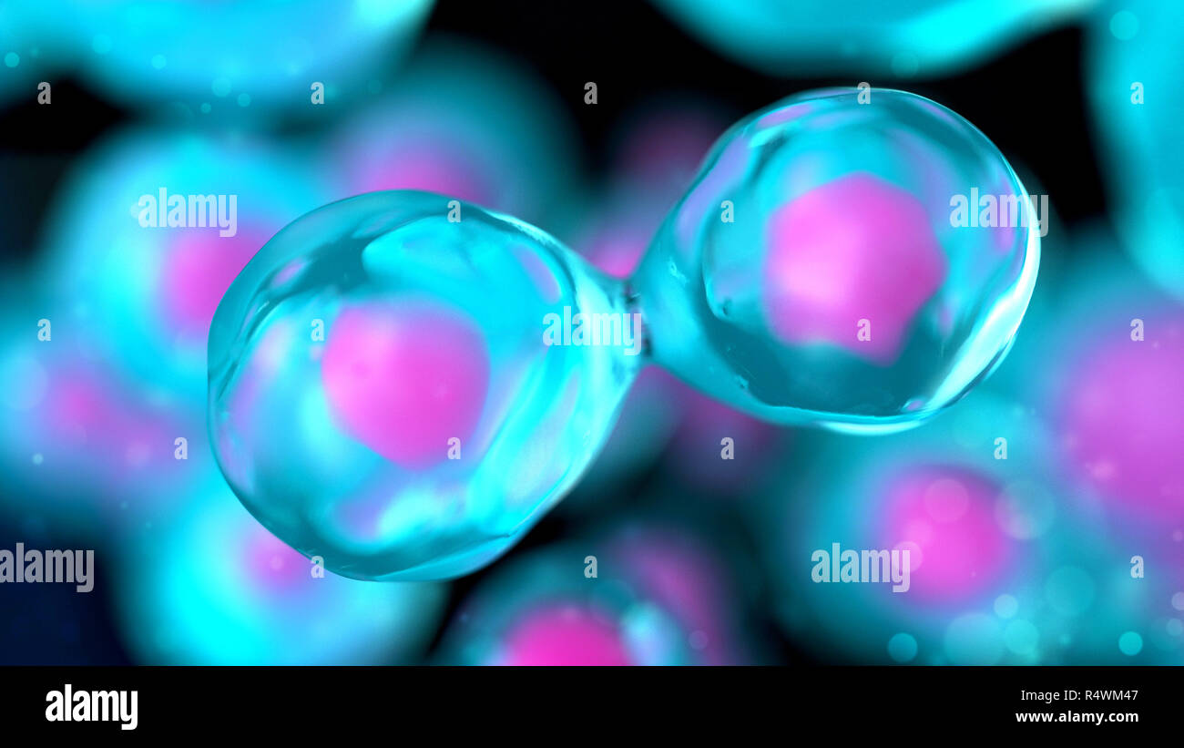 Zellen des Embryos. Mitose unter dem Mikroskop. Biologie Hintergrund. 3D-Render Abbildung Stockfoto