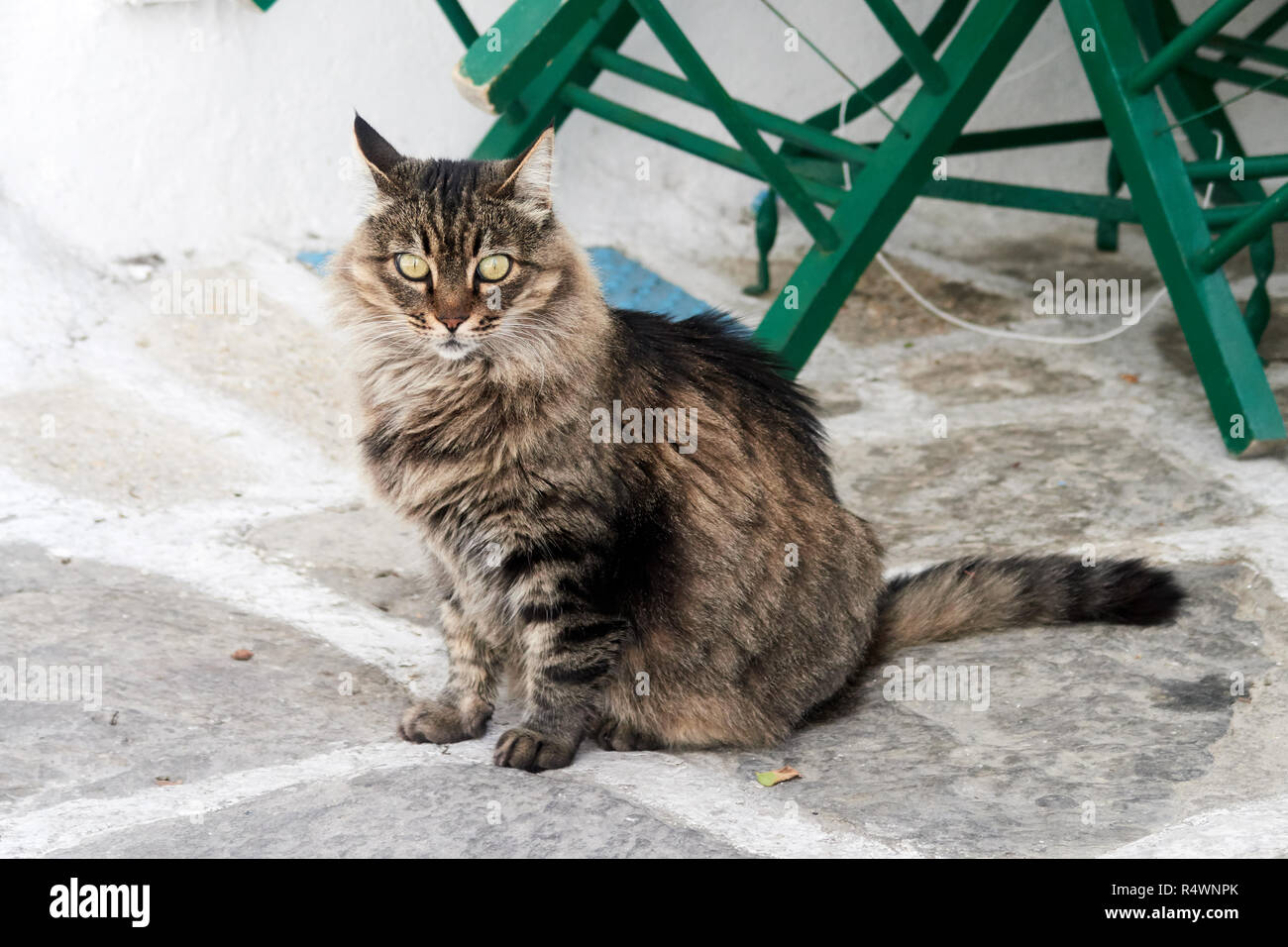 Streunende Katze in Griechische Inseln Stockfoto