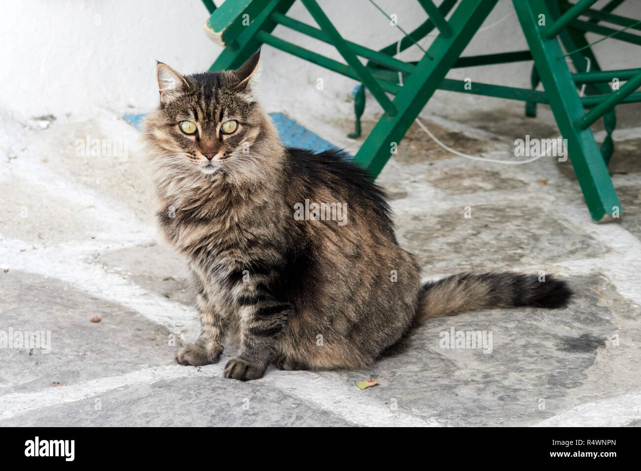 Streunende Katze in Griechische Inseln Stockfoto