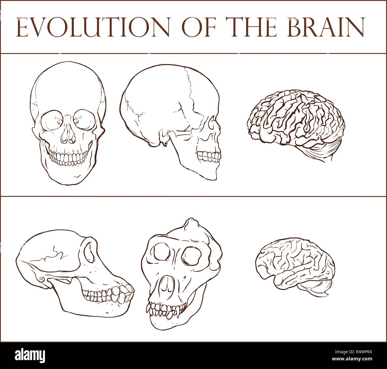 Evolution des Gehirns Vector Illustration Stock Vektor