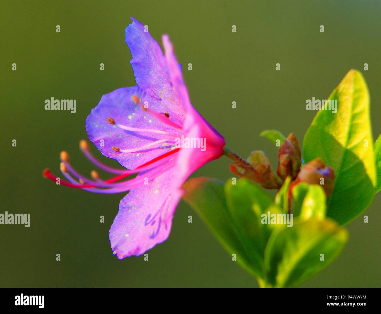 Blühende koreanischer Rhododendron, auch als Koreanische rosebay Blumen - Rhododendron mucronulatum - im Frühling Saison in einem botanischen Garten bekannt Stockfoto