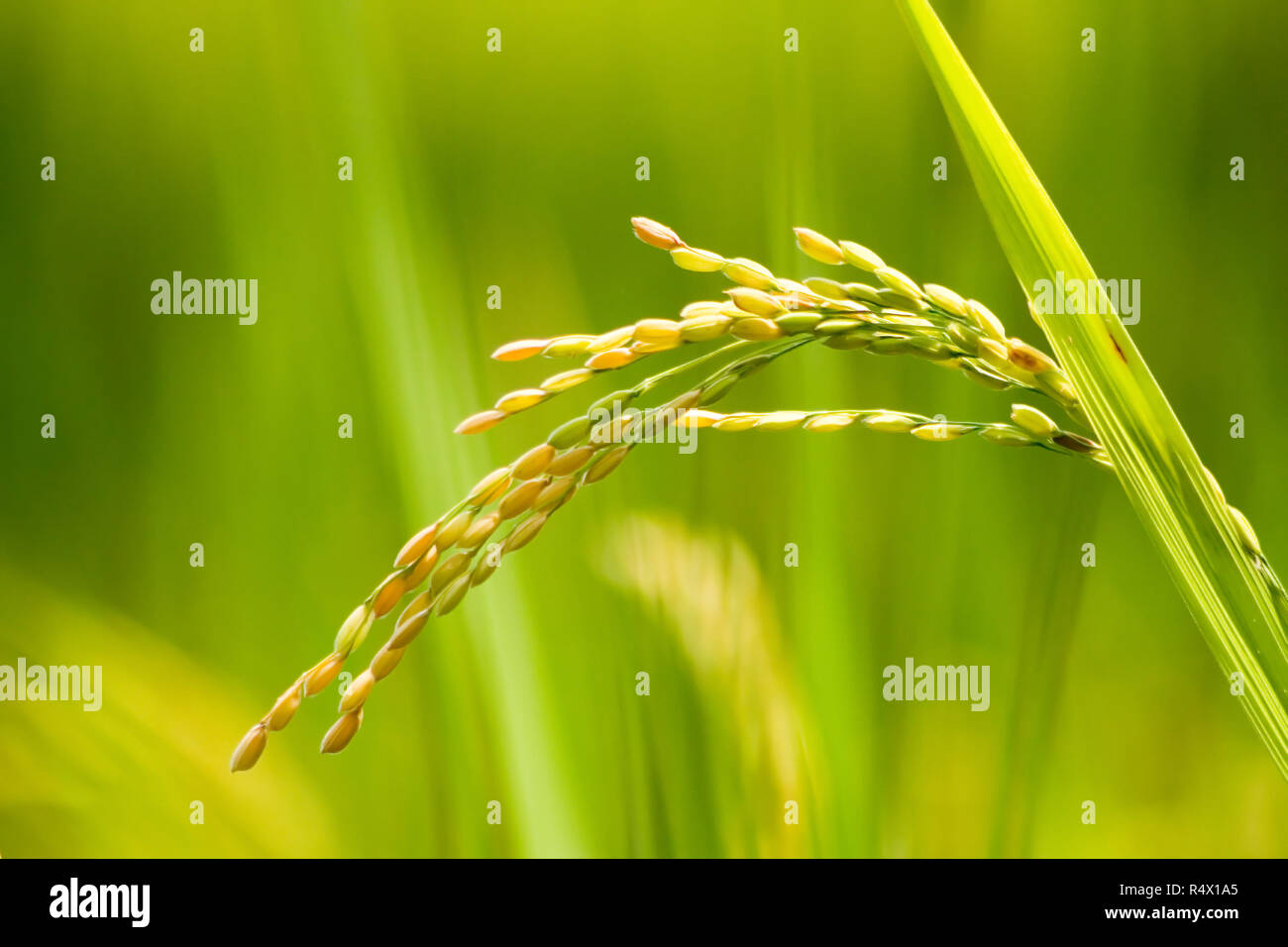 Reis - Reis - Reis Paddy, grüner Reis Reis Paddy mit schönen Hintergrund Stockfoto