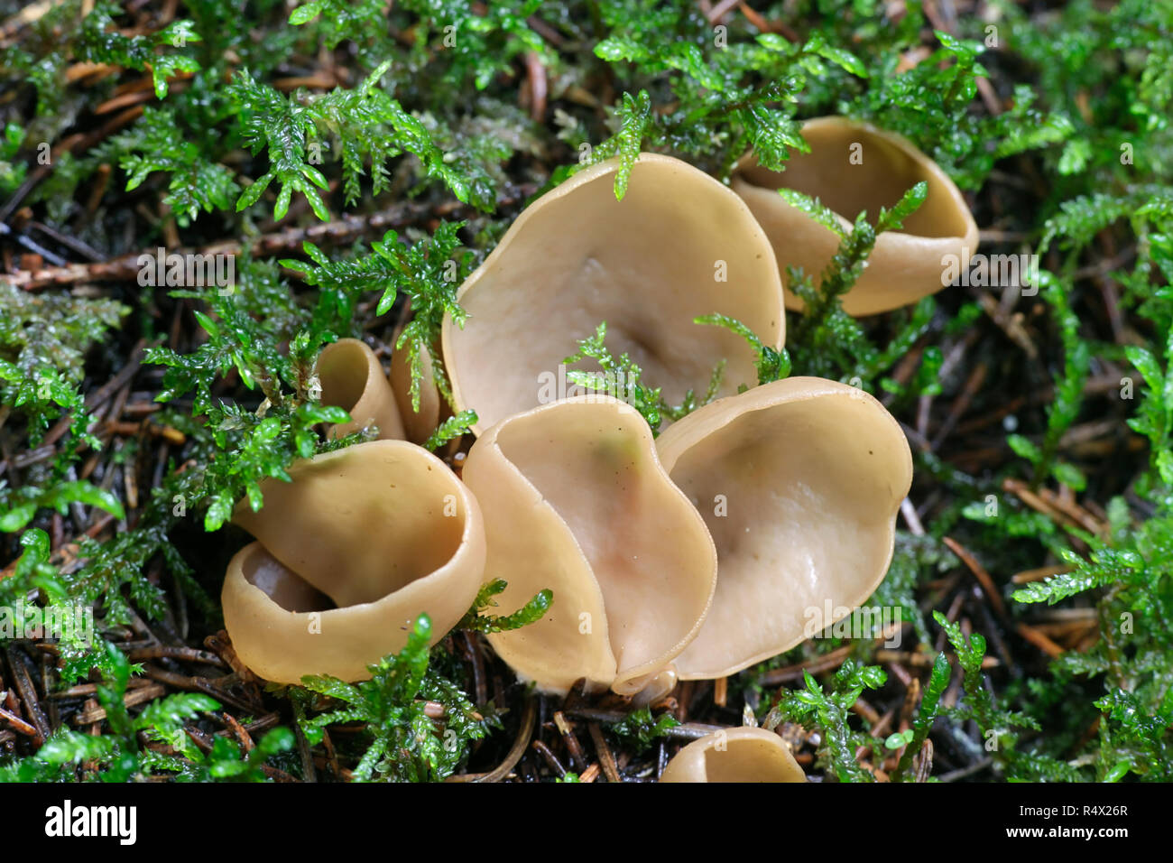 Kaninchen Ohr Pilz Fotos Und Bildmaterial In Hoher Aufl sung Alamy kaninchen-ohr-pilz-fotos-und-bildmaterial-in-hoher-aufl-sung-alamy