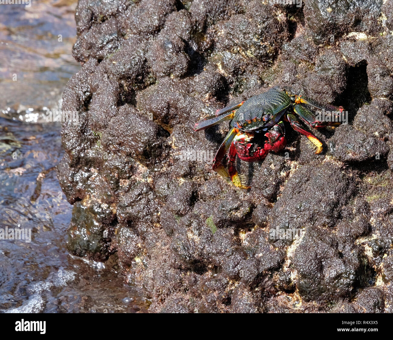 Sally Lightfoot Crab auf Rock im La Fajana, La Palma, Kanarischen Inseln. Stockfoto