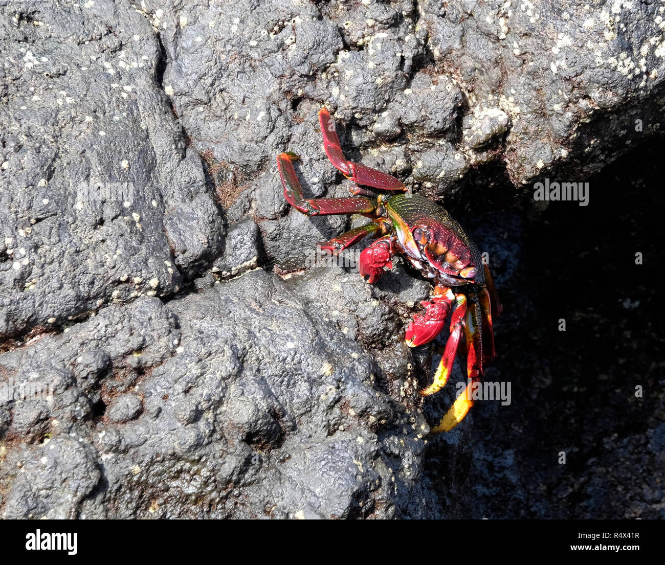 Sally Lightfoot Crab auf Rock im La Fajana, La Palma, Kanarischen Inseln. Stockfoto