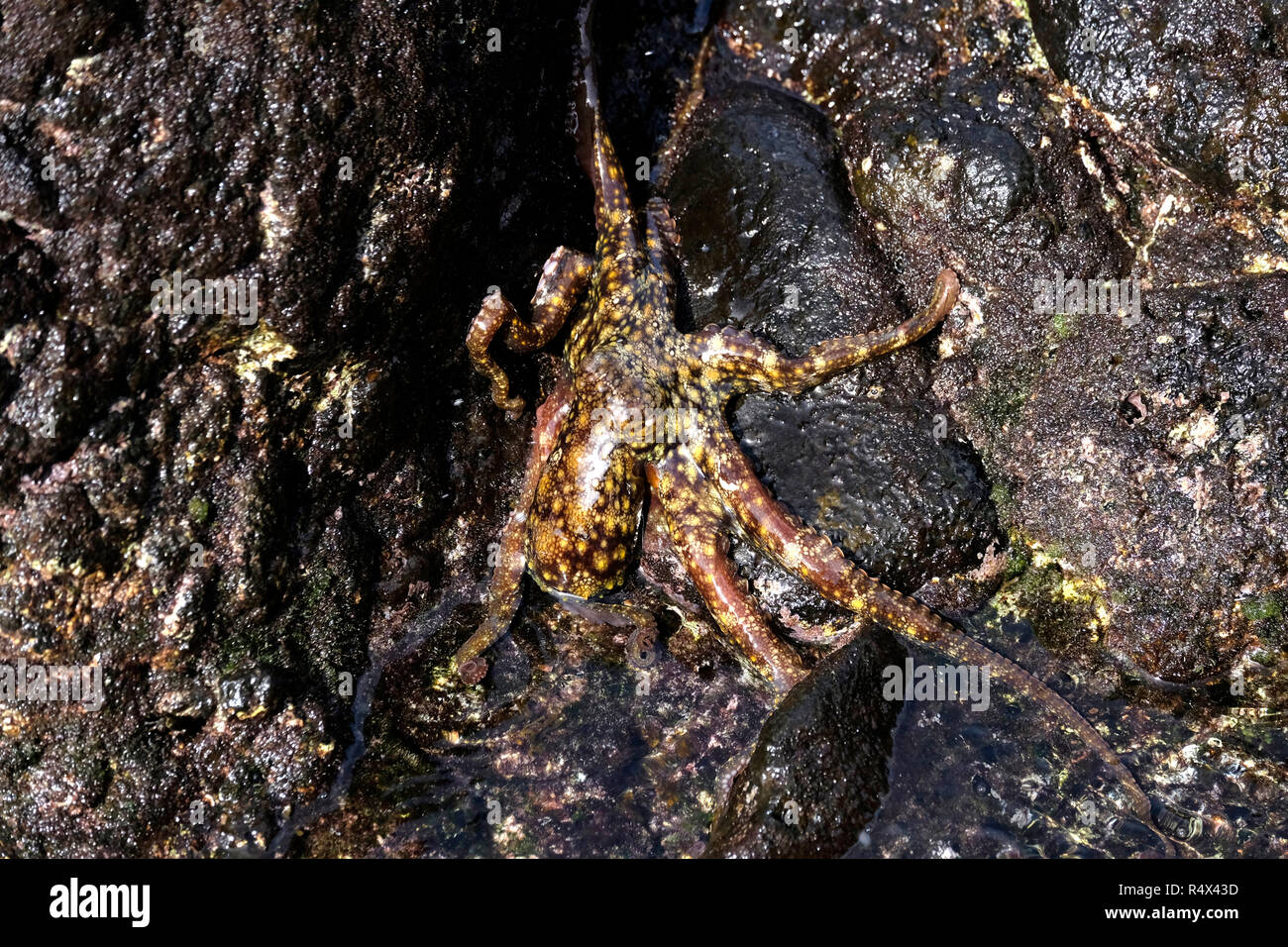 Gemeinsame Octopus beschmutzt auf Felsen, Nord-osten La Palma, Kanarische Inseln. Stockfoto