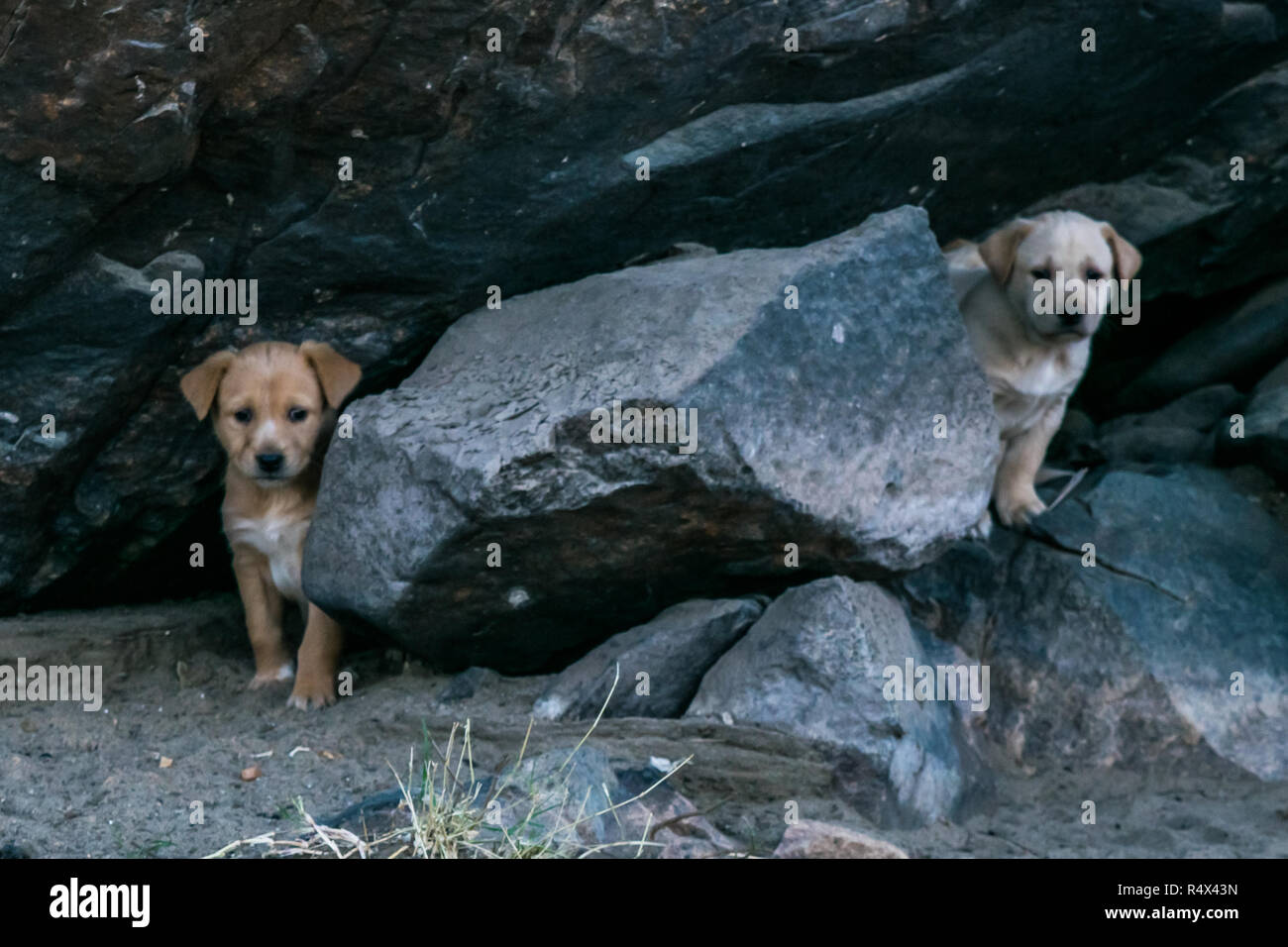 Zwei braune junge Hunde im Wald sitzen Stockfoto