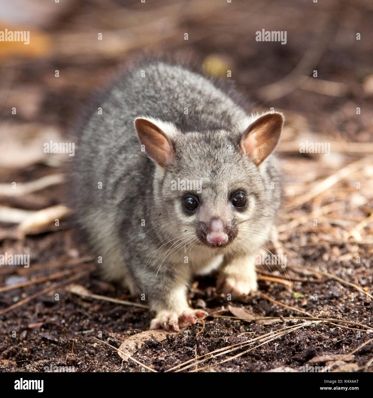 Eine australische Baby brushtail Possum Stockfoto