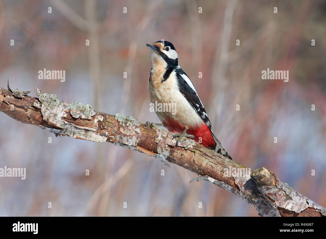 Buntspecht (Dendrocopos major) auf einem Zweig mit schuppiger Rinde bedeckt, sitzt auf einem schönen Hintergrund von Morgen Wald posieren. Stockfoto