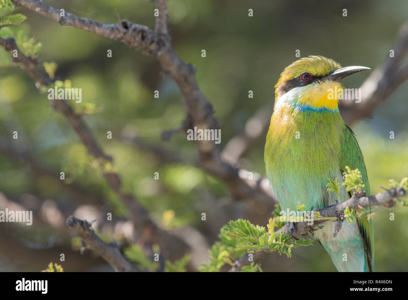 Swallow Tail bee Eater in grüner Baum Stockfoto