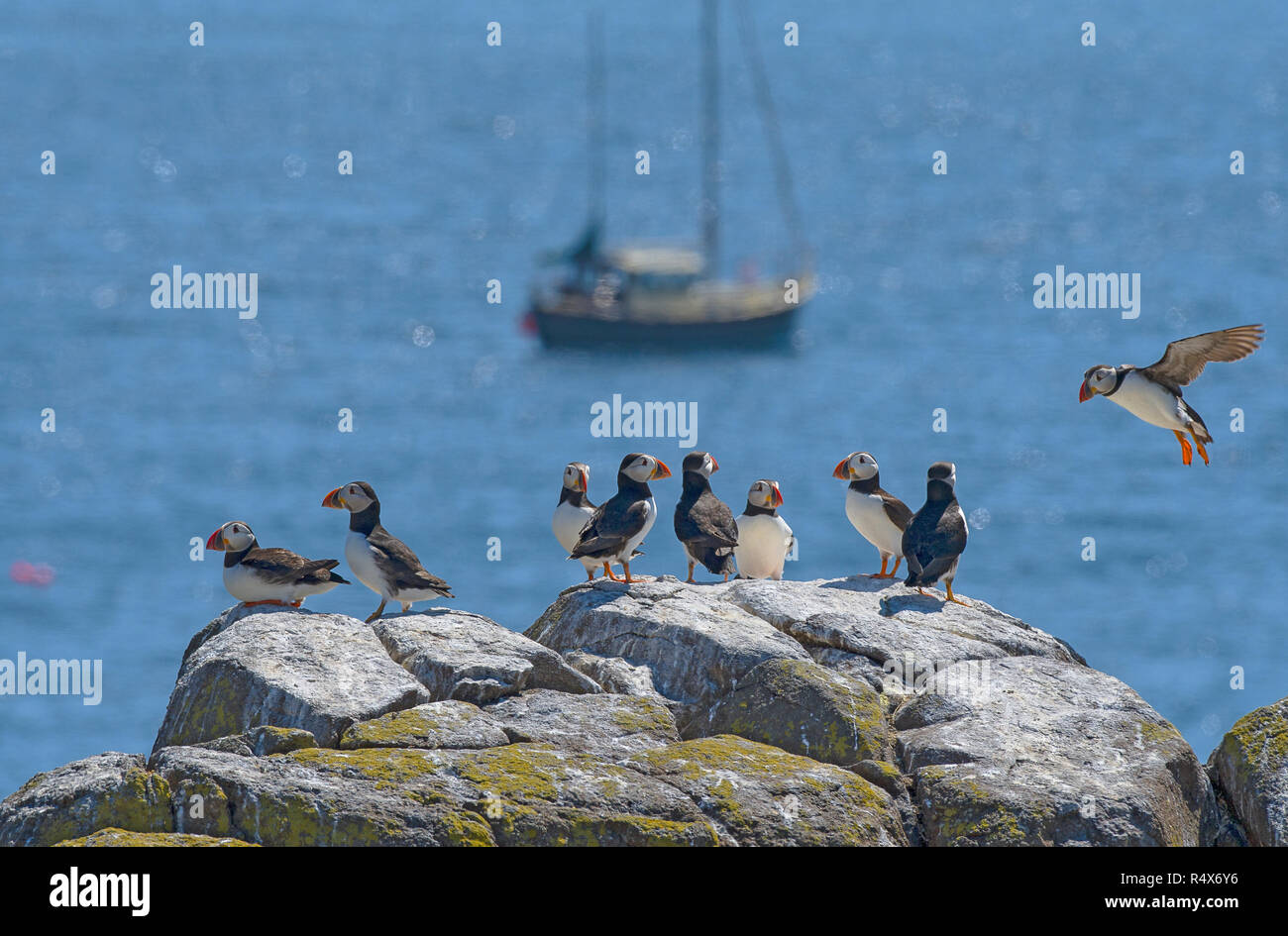 Atlantic Papageientaucher Insel ist Naturschutzgebiet, Großbritannien Stockfoto